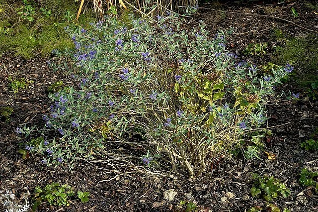 Caryopteris_clandonensis_C.jpg