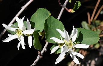 Serviceberry 5.jpg