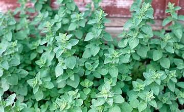 Oregano 2.jpg