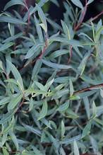 Willow arctic blue2.jpg