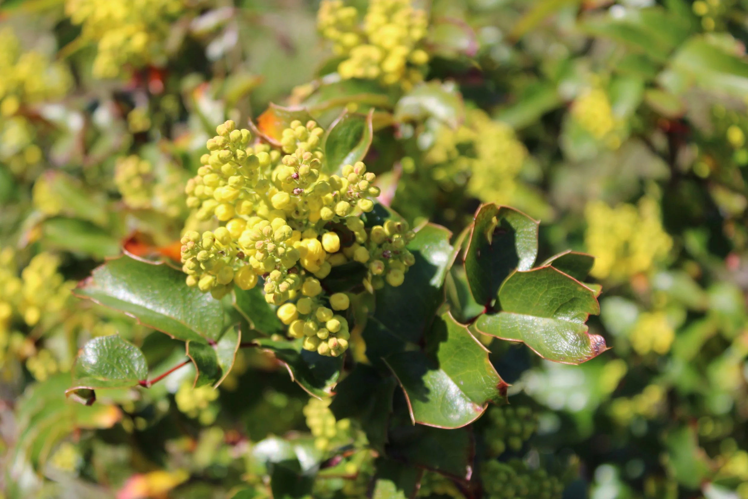 Oregon_grape_4741.jpg