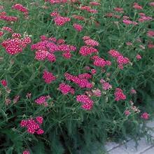 Yarrow cherise 2.jpg