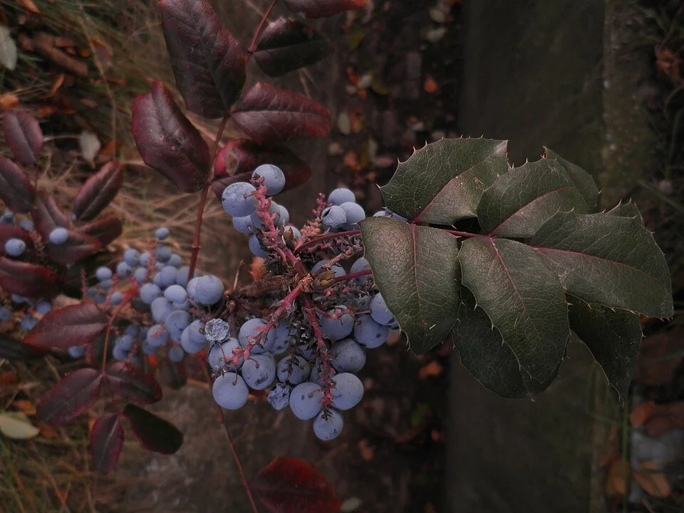 Oregon Grape Holly (Mahonis aquafolium)