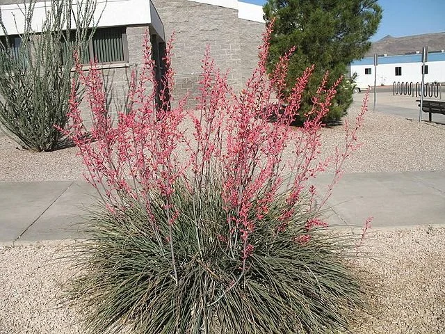 Red yucca 2.jpg