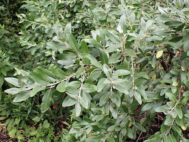 Shepherdia_argentea_kz05.jpg