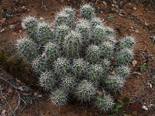 Echinocereus_triglochidiatus_kz03.jpg