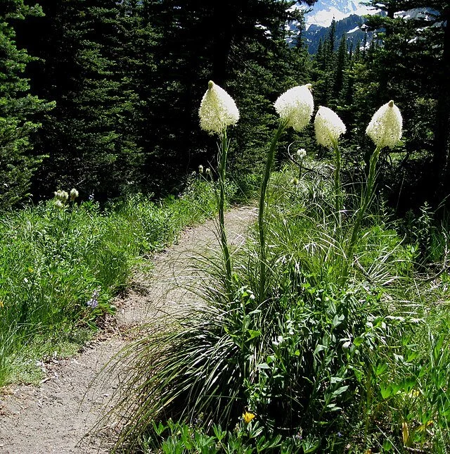 Bear grass 3.jpg
