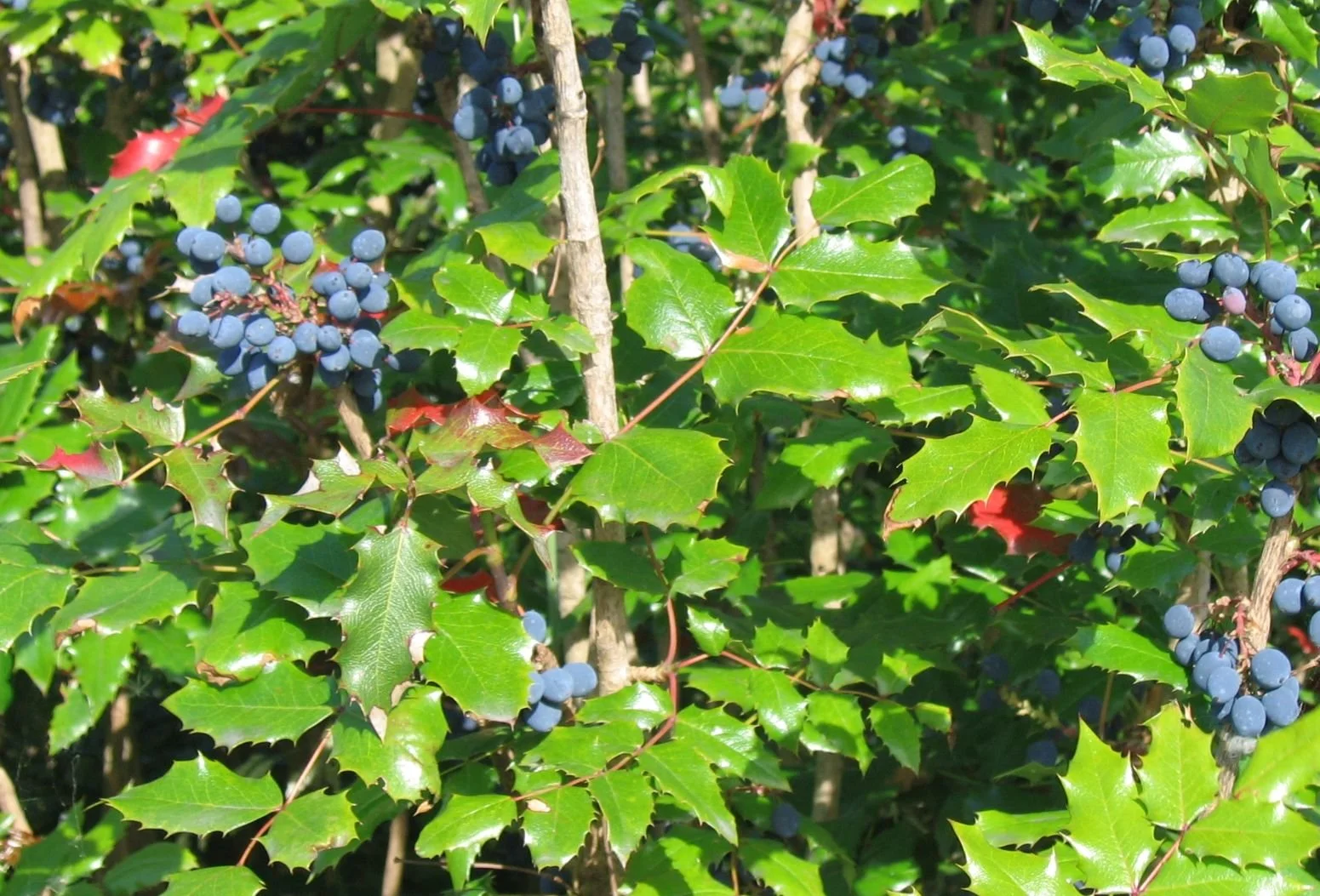 Mahonia_aquifolium.jpg