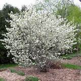 Serviceberry.jpg