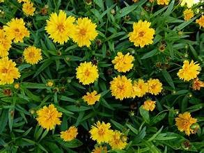 Coreopsis sunburst 2.jpg