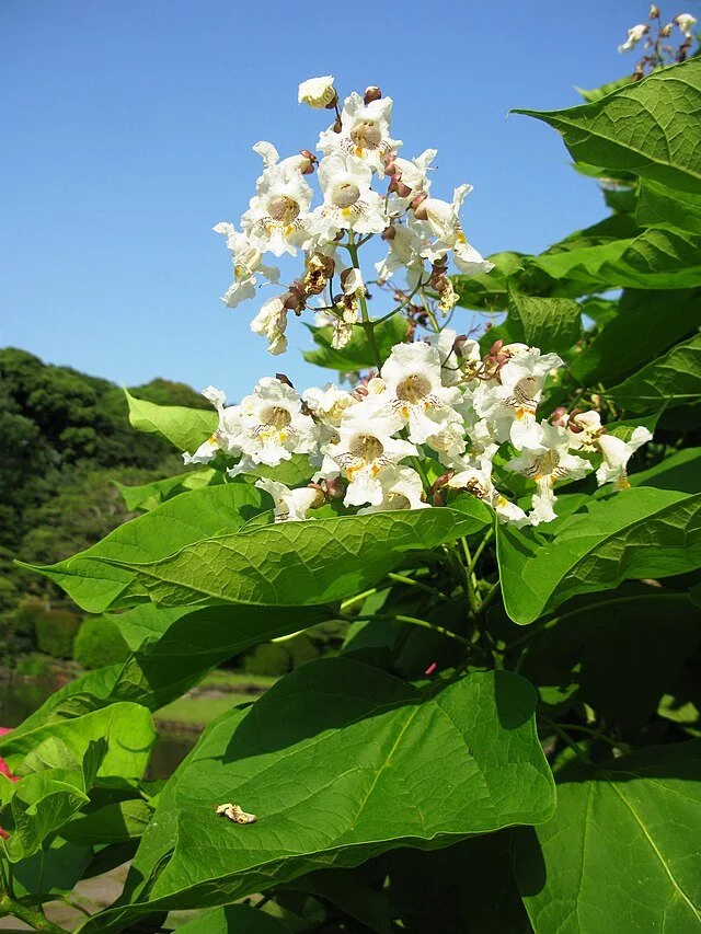 Catalpa_speciosa 5.JPG