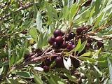 Western Sand Cherry 2.jpg