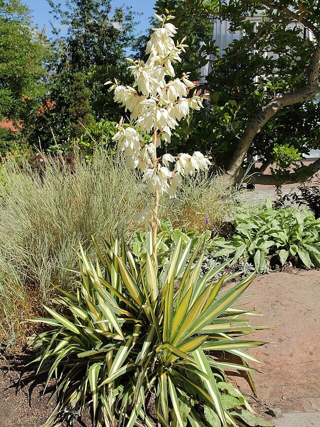 Color Guard Yucca (Yucca filamentosa)