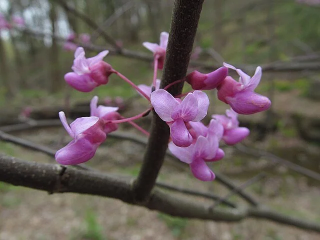 Redbud.jpg