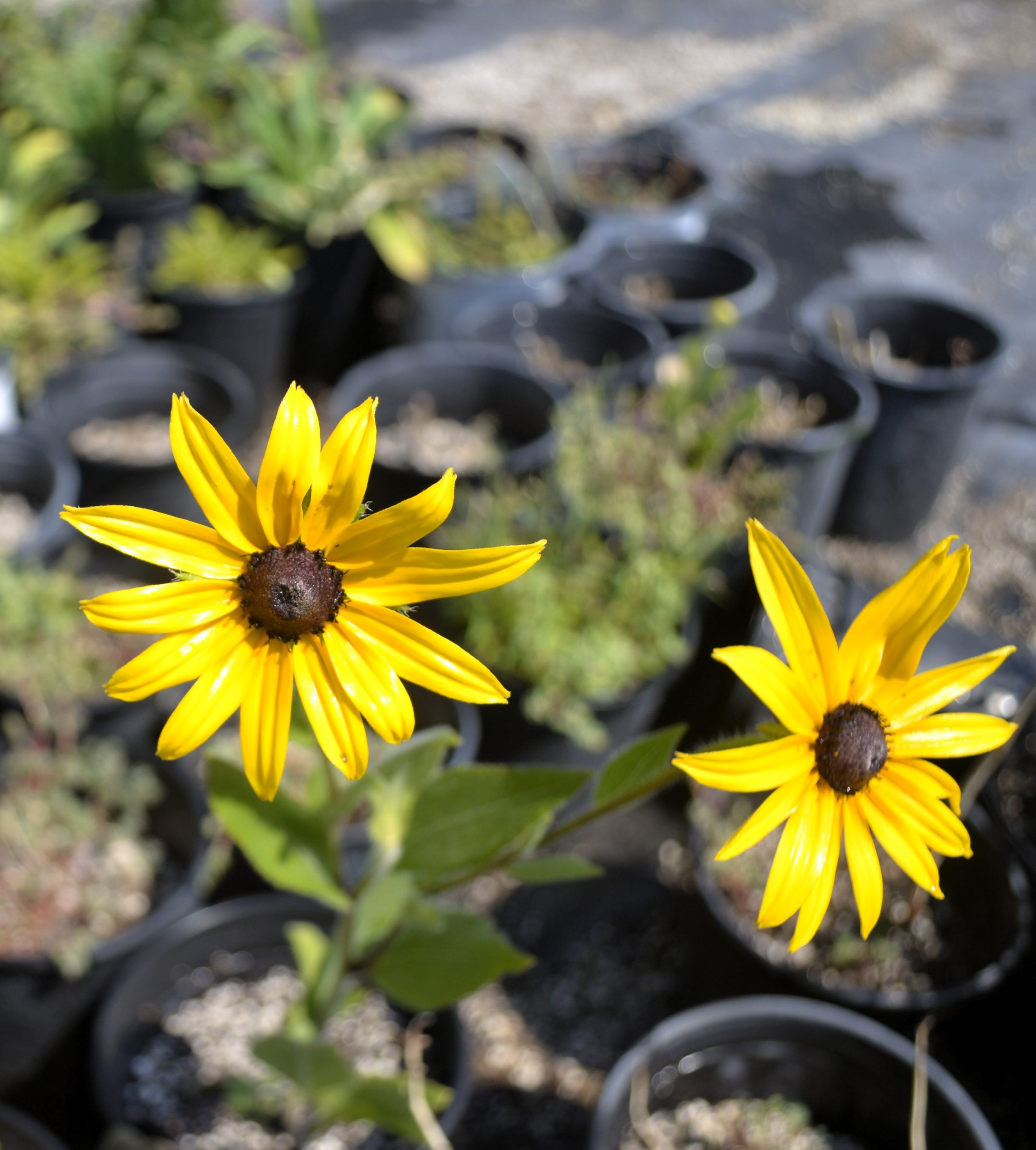 Black Eyed Susan, Goldstrum (Rudbeckia hirta)