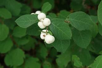 Snowberry 2.jpg