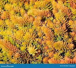 sedum angelina 2.jpg