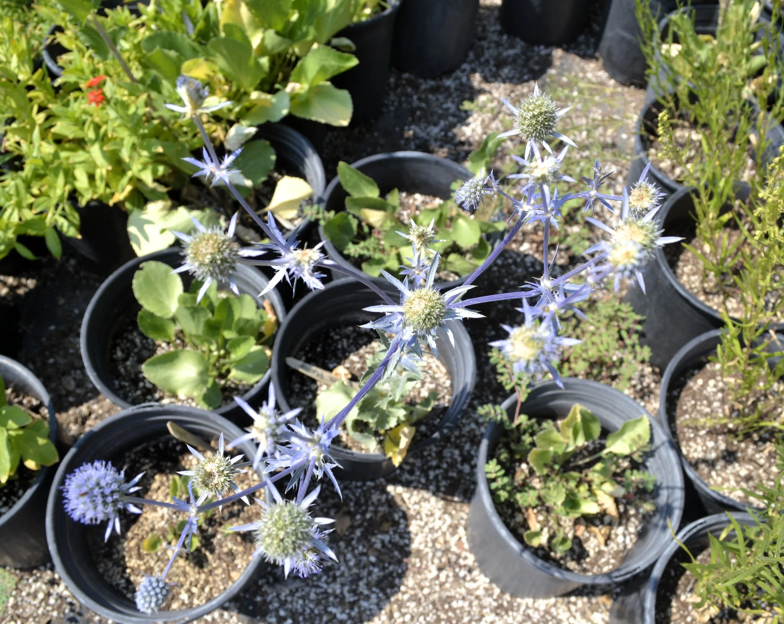 Sea Holly (Eringium planum)