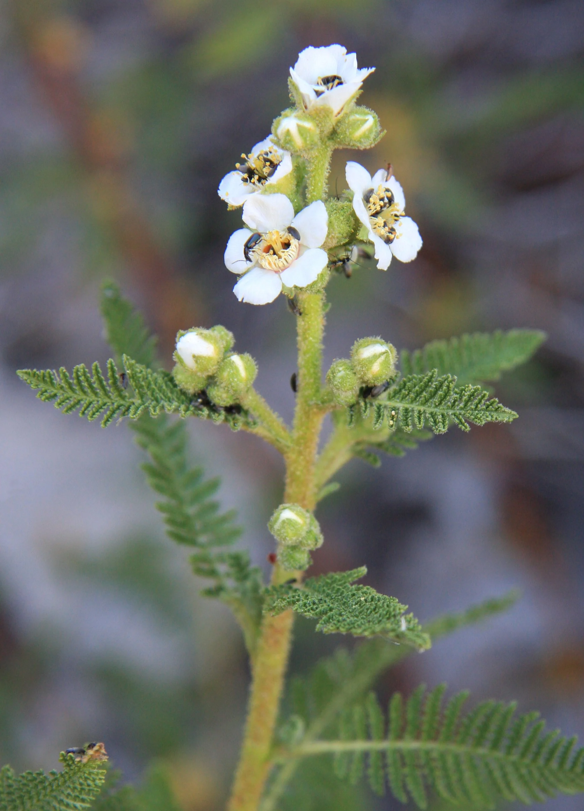 Desert_sweet_Chamaebatiaria_millefolium.jpg