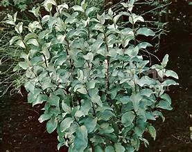 silverberry2.jpg