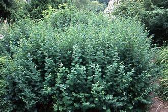 Snowberry 3.jpg