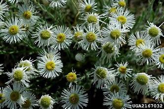 Fleabane, Dwarf (Erigeron pumilus)