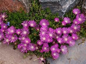 Iceplant table mnt 2.jpg