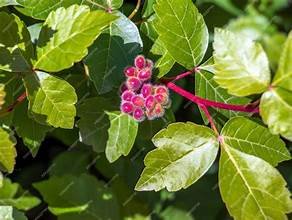 Sumac, Three leafed (Rhus trilobata)