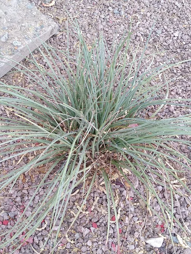 Red yucca 3.jpg
