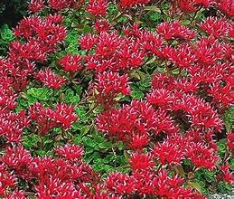 Sedum, Summer Glory (Sedum spurium)