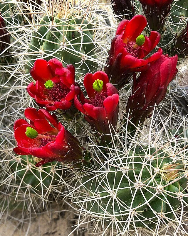Claret_Cup_Cactus_Blossoms.jpg