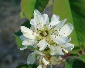 Serviceberry 3.jpg