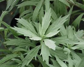 Sage, Prairie (Artemisia ludoviciniana)