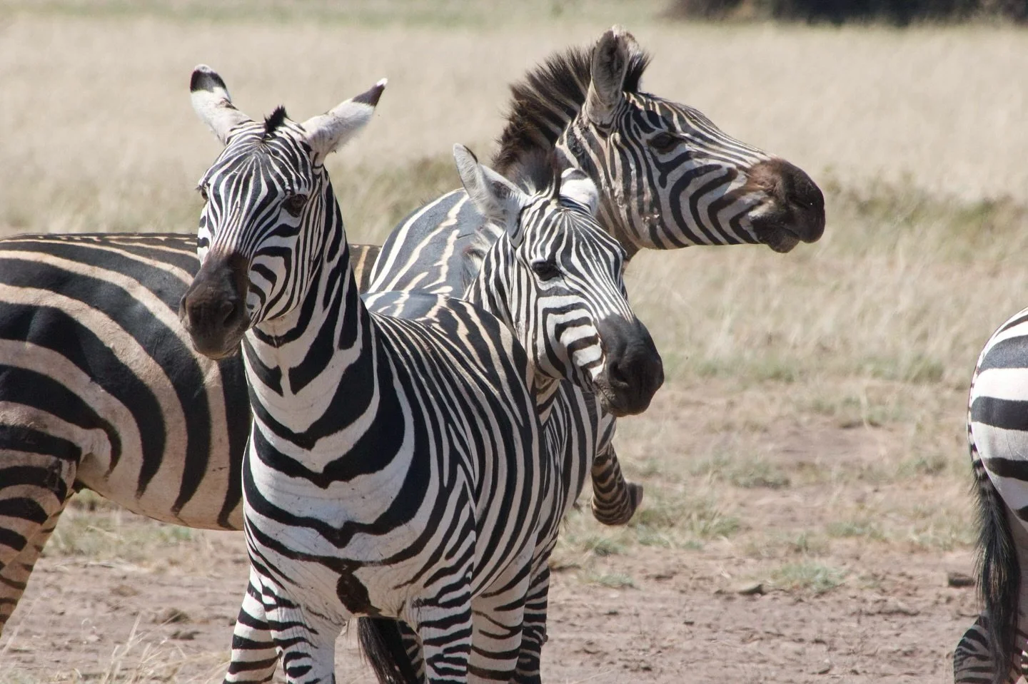 Just In From Our Clients at Kapama Safari Camp I South Africa🐾🌿

&ldquo;All good! We saw lions, zebras, and giraffes on the way in&mdash;talk about a wild welcome! 🦁🦓🦒 They even picked us up in a safari vehicle, which made arrival extra fun. We 