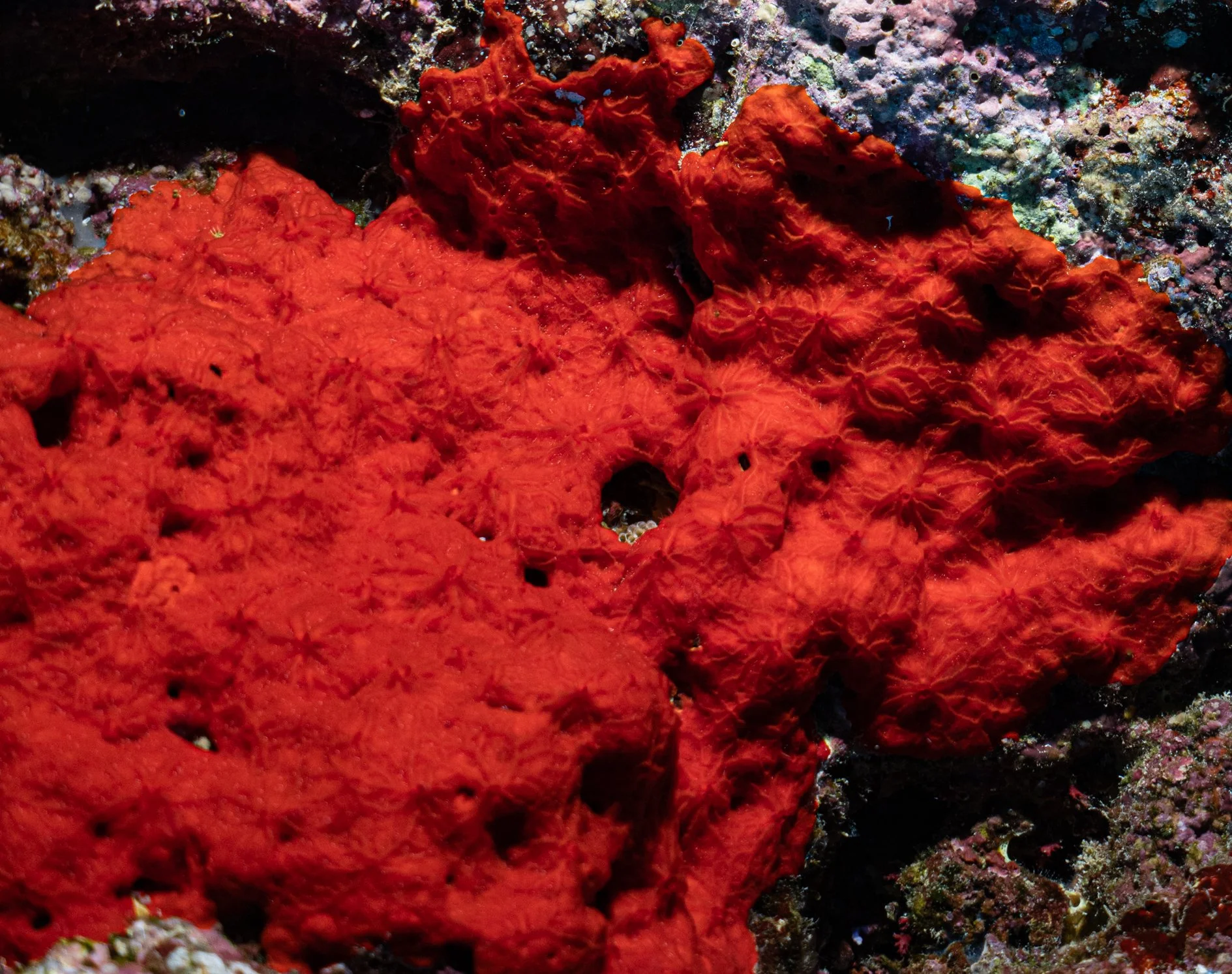 Assignment: something red