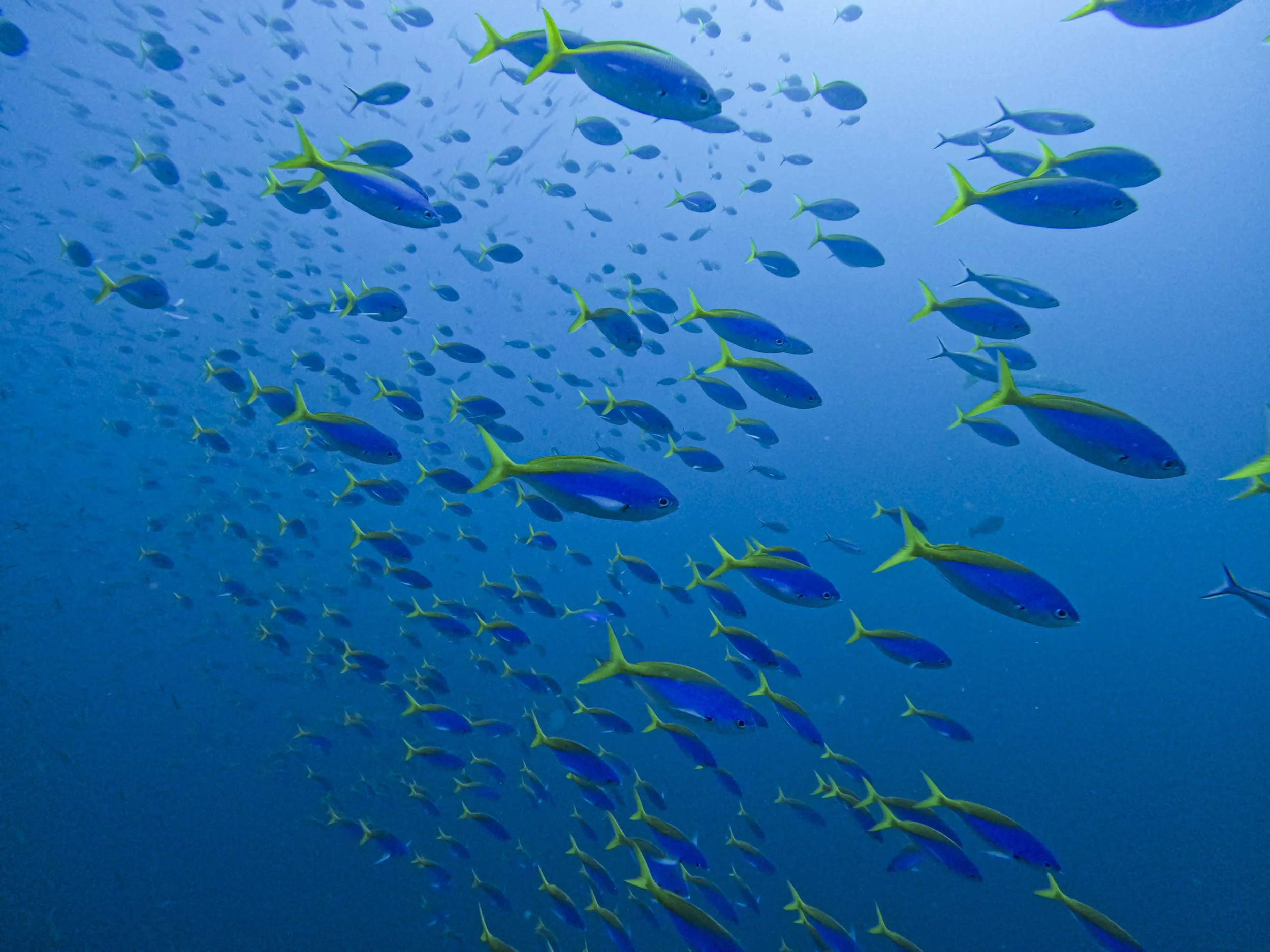 GPTempDownload 2.jpg