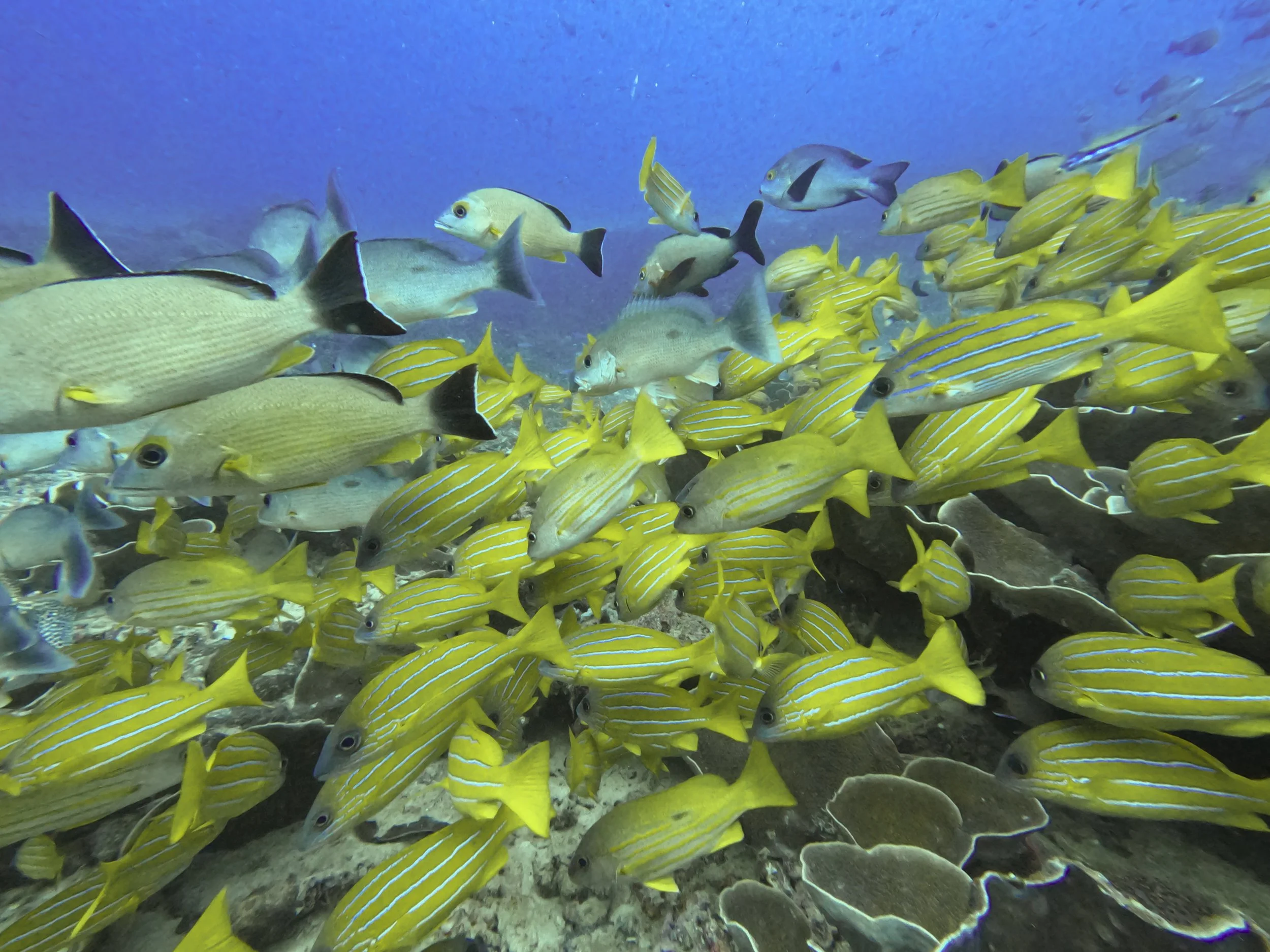 GPTempDownload 5.jpg