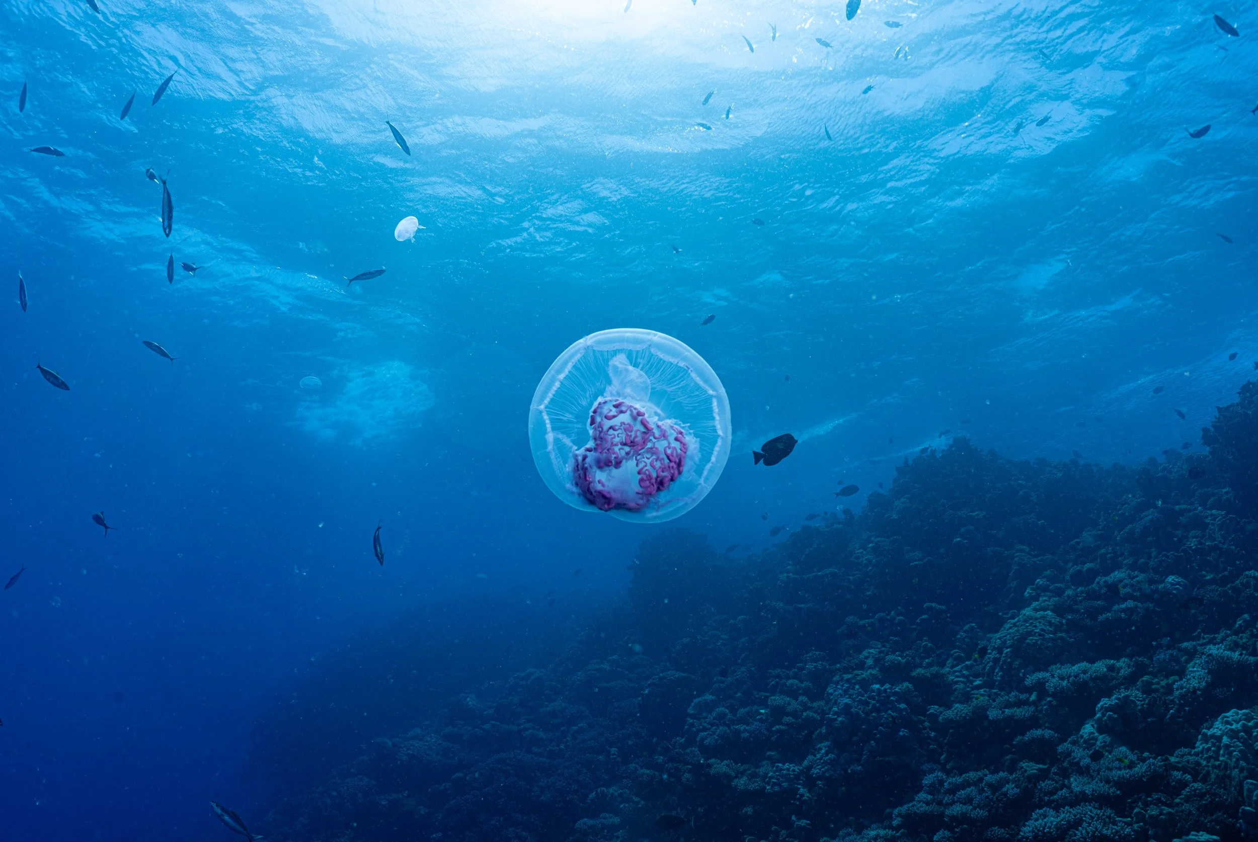 Assignment: jellyfish
