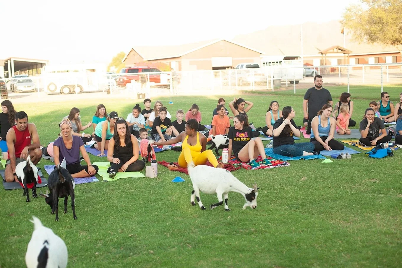 goat yoga.jpeg