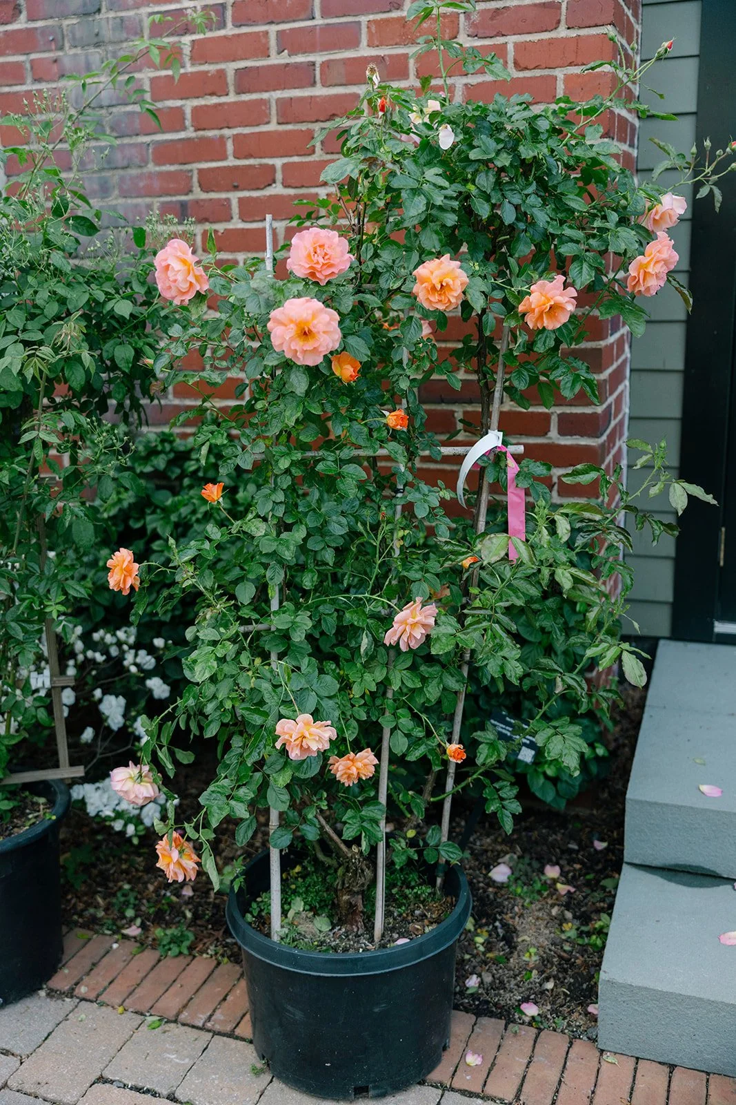 Kerry_Dan_TheMarketatGrelen_charlottesvillevirginia_wedding_photographer_thelehmancollective-7482.jpg