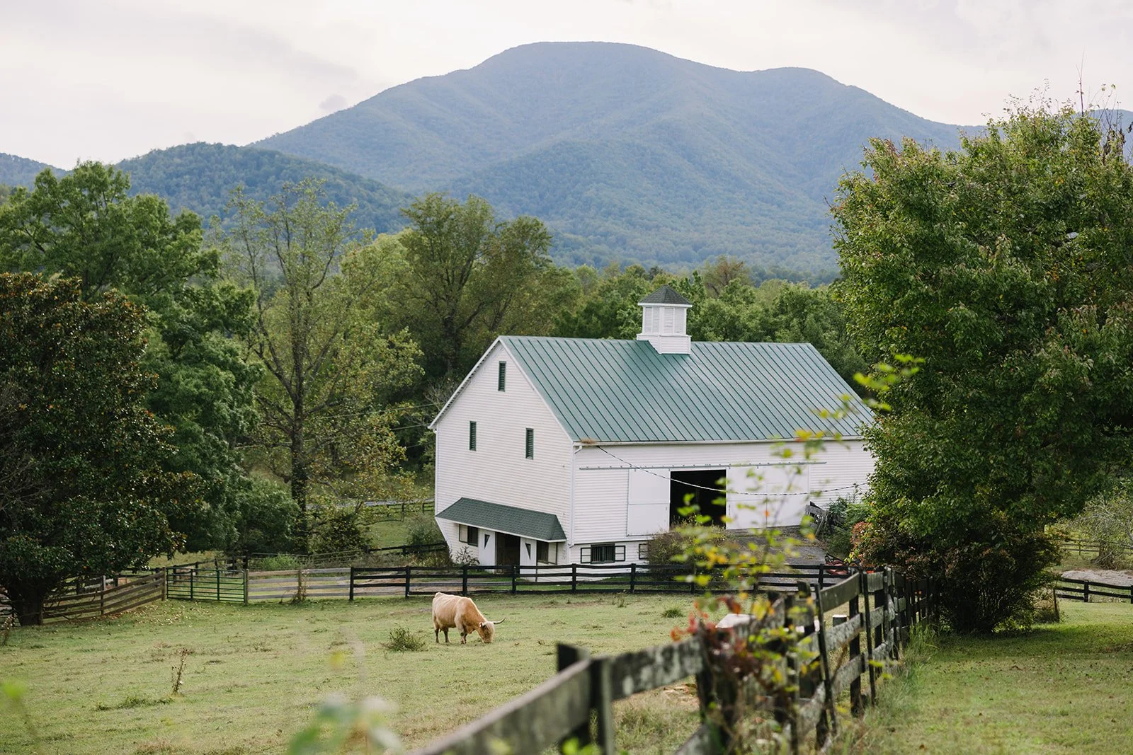 Lillie_Garrett_Wedding_BlueToadCidery_HighViewFarm_charlottesvillevirginia_wedding_photographer_thelehmancollective-9013.jpg