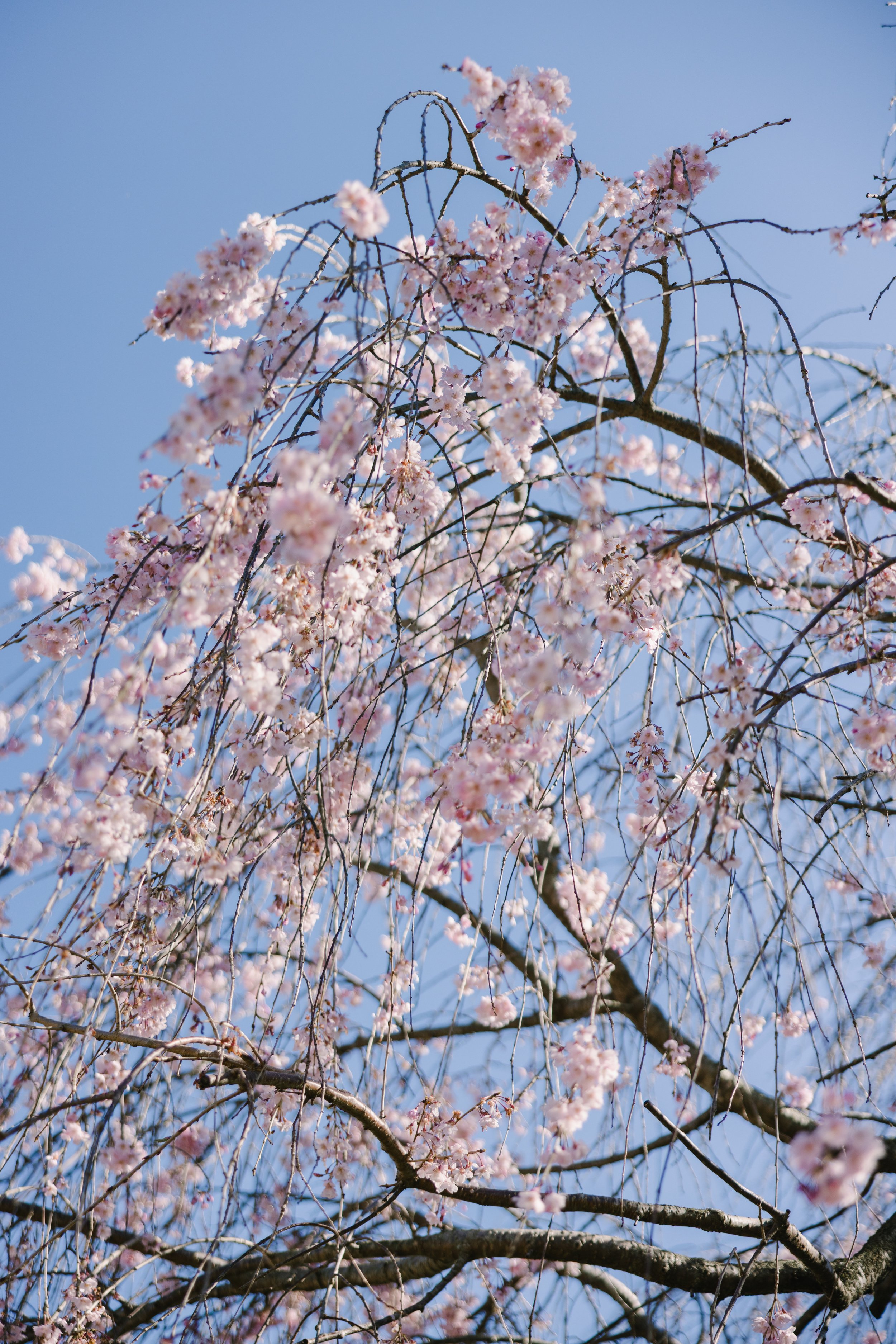 Laura_Matthew_wedding_charlottesvillevirginia_wedding_photographer_thelehmancollective-0475.jpg