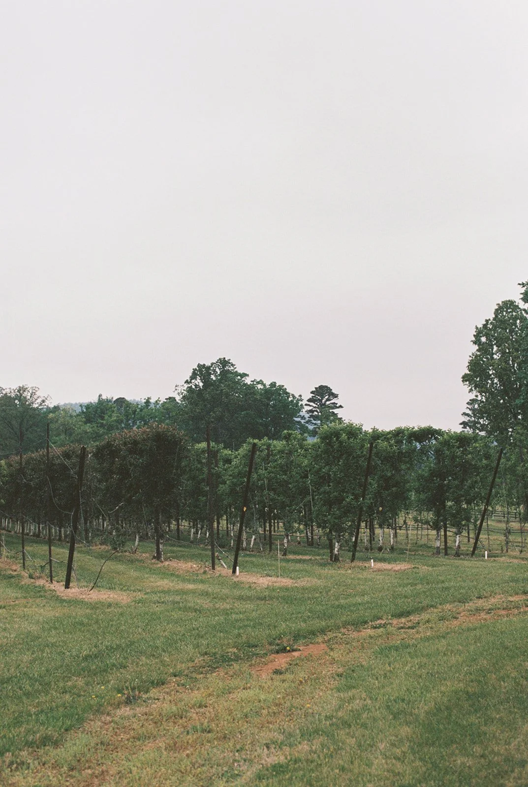 HannahRoseEventDesign_castlehill_charlottesvillevirginiaphotographer_thelehmancollective-2250.jpg