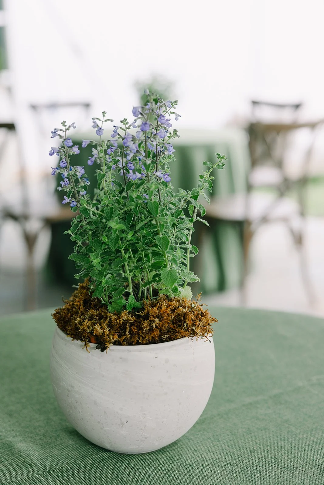 Hannah_Rose_eventdesign_castle_hill_charlottesvillevirginia_wedding_photographer_thelehmancollective-9824.jpg