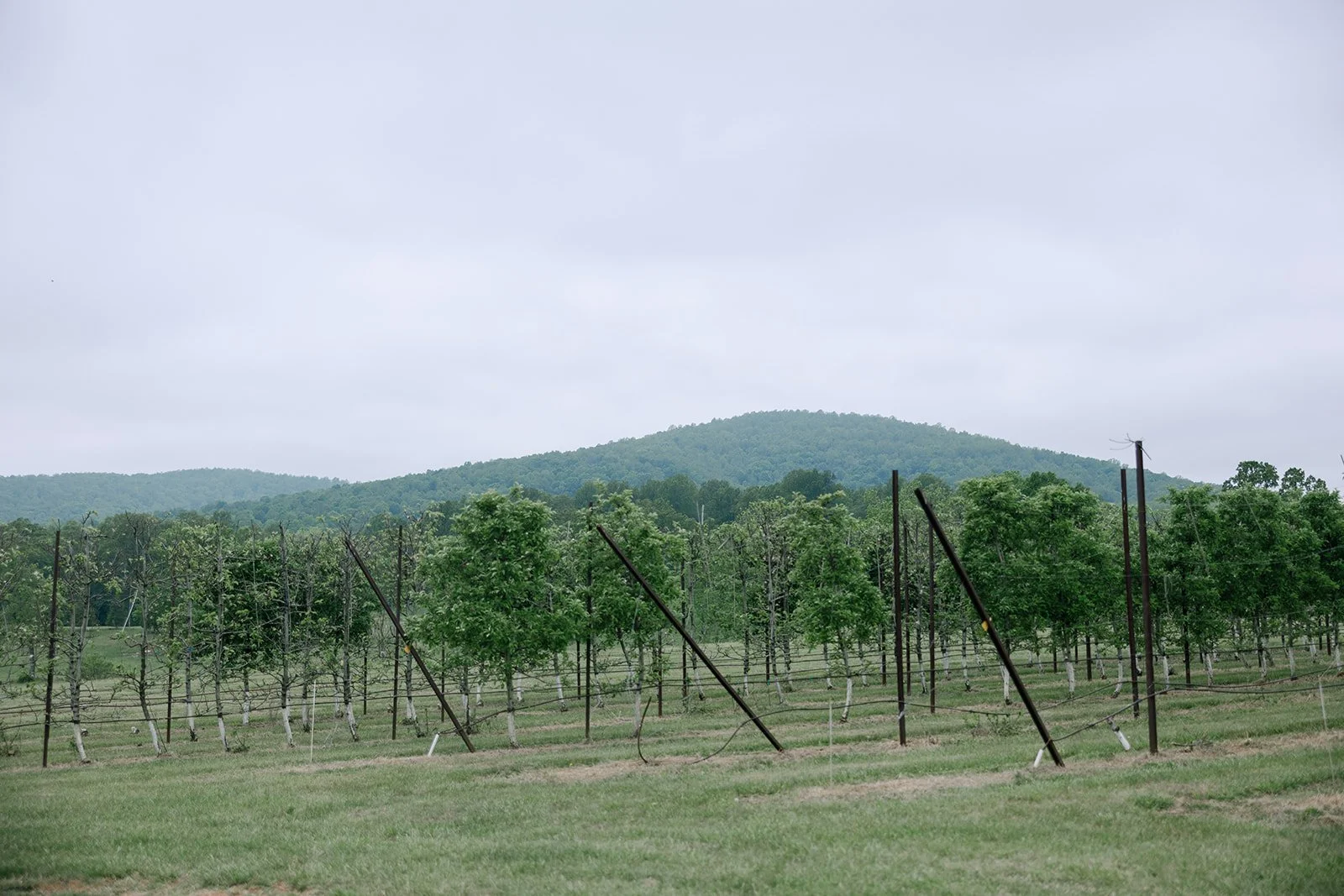 Hannah_Rose_eventdesign_castle_hill_charlottesvillevirginia_wedding_photographer_thelehmancollective-9953.jpg