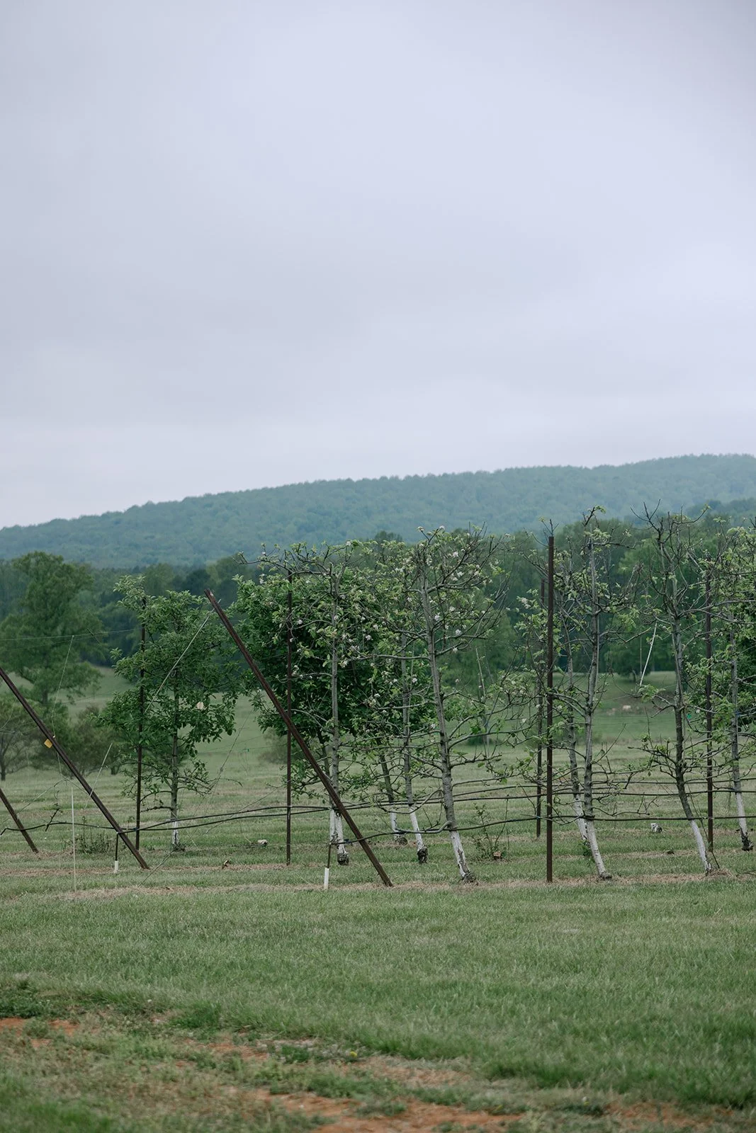Hannah_Rose_eventdesign_castle_hill_charlottesvillevirginia_wedding_photographer_thelehmancollective-9955.jpg