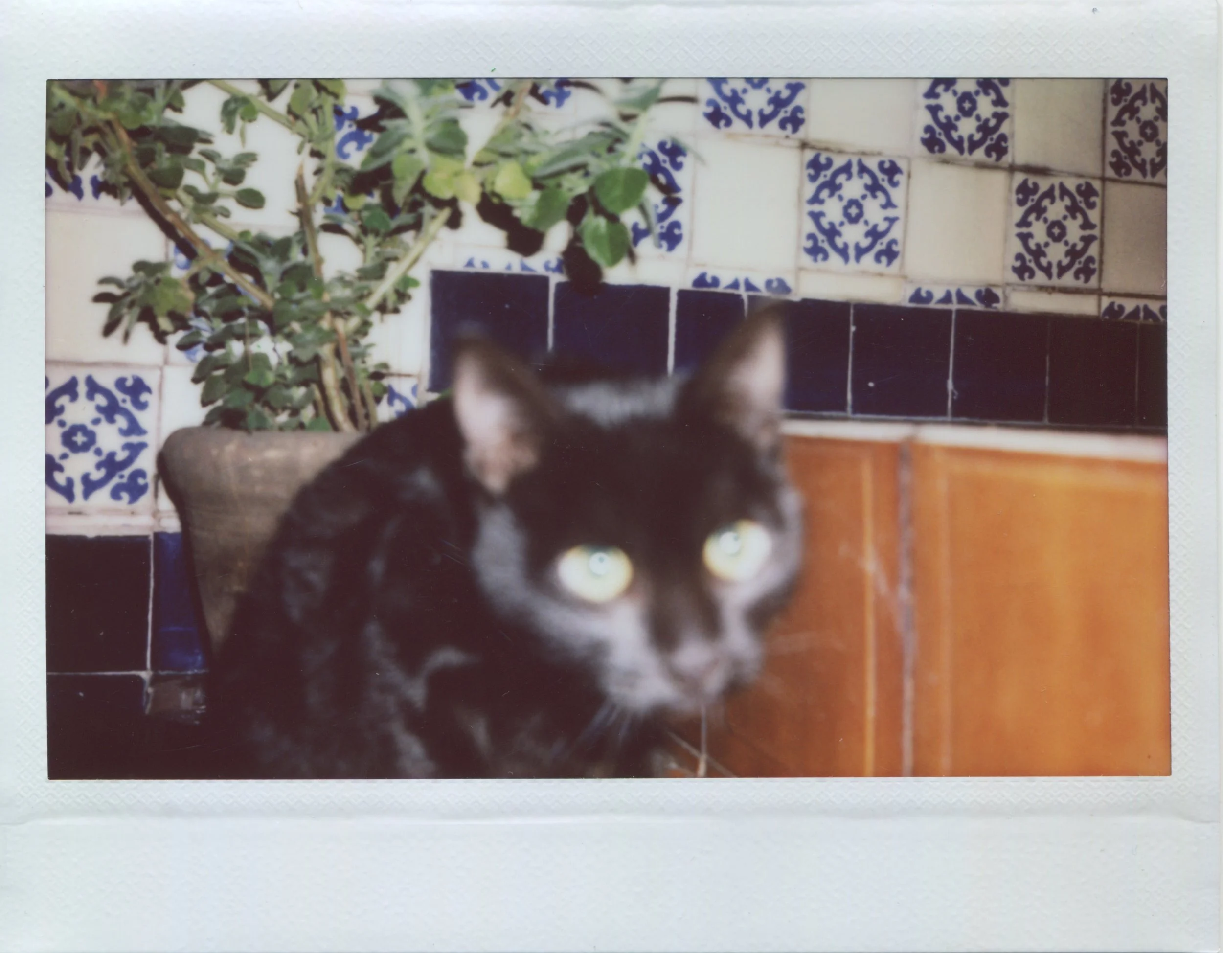 Copia de elgato.jpeg