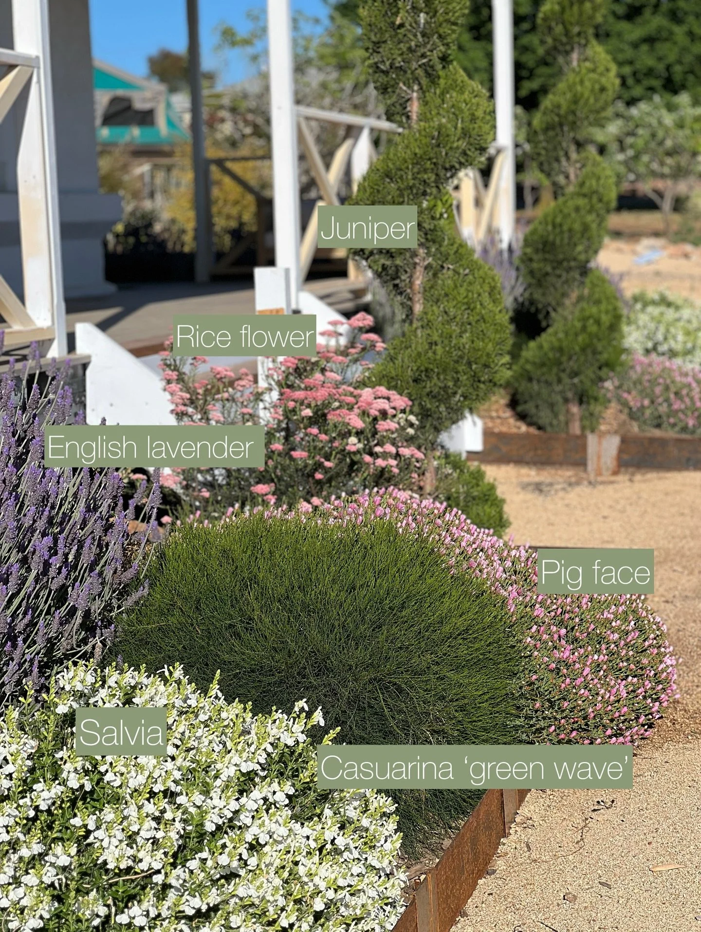 By popular request, here are a few of our plant selections! There are lots more to come soon 🥰🌱