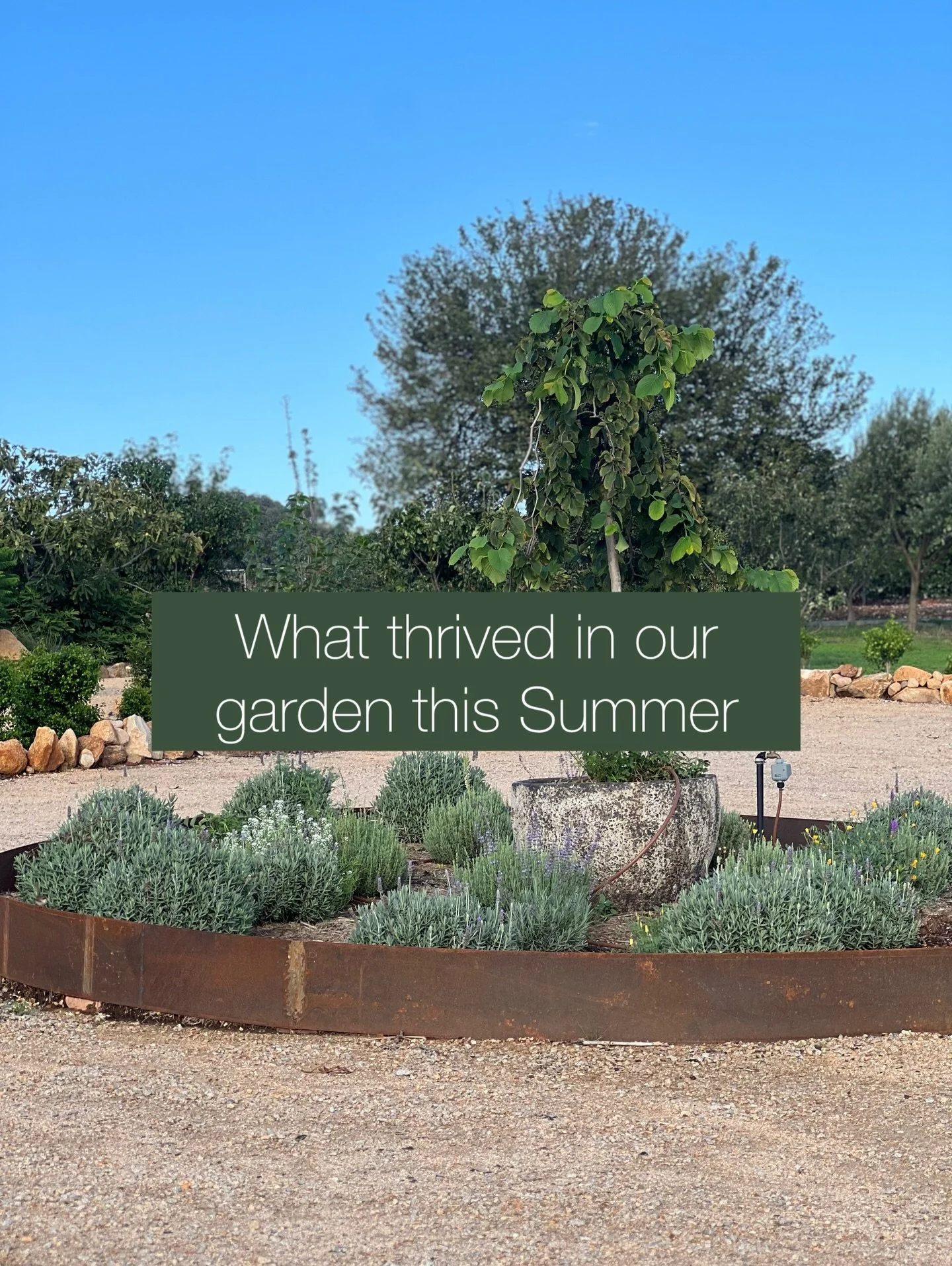 It was a very long, hot summer 🥵 and I&rsquo;ve decided that anything high maintenance has to go, making room for more of what actually worked in our garden.

Better to cut our losses now and create a sustainable garden, especially when it&rsquo;s o