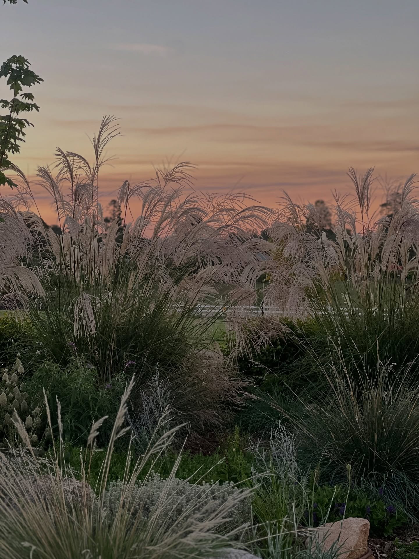 Who would like a full garden tour? I&rsquo;ll try and pop together a video or do a live so we can take you through the progress 🥰